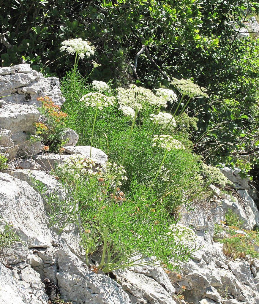 Laserpitium gallicum